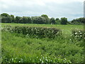 SJ4861 : Former farm track, south of Hargrave by Christine Johnstone