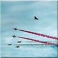 SD3036 : The Red Arrows and a seagull by Gerald England