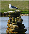 HY7855 : Common Gull (Larus canus) by Anne Burgess