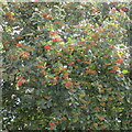 NT8260 : Whitebeam fruits at Blackhouse Farm by M J Richardson