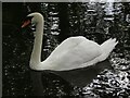 SU3227 : Mottisfont Abbey - Mute Swan by Colin Smith