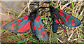 ND1454 : Burnet Moths by Anne Burgess