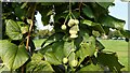 NS5171 : Lime fruits by Richard Sutcliffe