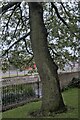 NZ2914 : Churchyard tree by Bob Harvey