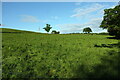 ST6806 : Cattle pasture with deer by Derek Harper