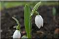 TM4557 : Snowdrop in the Red House garden by Christopher Hilton