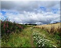 NZ3454 : Path coming down from Flinton Hill by Robert Graham