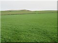 NT7559 : Upland pastures in the Scottish Borders by M J Richardson