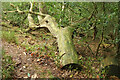 SX7878 : Tree trunk, Yarner Wood by Derek Harper