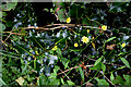 H5166 : Wild plants along Urbalshinny Road, Dervaghroy by Kenneth  Allen