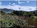 NF7928 : Small woodland above Loch Aineort by Alan Pickup