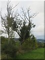 NT4930 : Roadside Ash trees near Lindean by M J Richardson