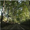 SK2356 : Tree lined road north of Curzon Lodge by David Smith