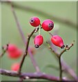 NX4237 : Rose Hips by Jon Alexander