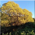 SP3681 : Willows by the River Sowe, Henley Green by A J Paxton