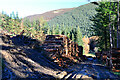 NT3538 : Timber stacks and muddy track, Caberston Forest by Jim Barton