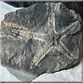 SE5952 : York, The Yorkshire Museum: Rare whole starfish fossil by Michael Garlick