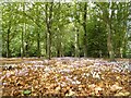 TL5362 : Cyclamen flowering in the woodland, Anglesey Abbey by David Smith