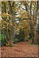 SU3822 : Fallen leaves on path north of Crampmoor by David Martin