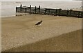 TG3434 : Turnstone on Walcott sea wall by David Pashley