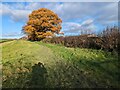 SJ5117 : Field oak at Battlefield 1403 by TCExplorer