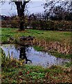 ST5586 : Tree and its reflection, Northwick, South Gloucestershire by Jaggery