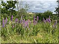 SJ8247 : Common Spotted-orchids on Apedale Country Park by Jonathan Hutchins