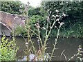 SJ9522 : Marsh Thistle by canal by Jonathan Hutchins