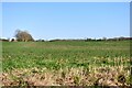 TM1888 : Pulham Market: Field next to the A140 by Michael Garlick