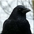 SK5338 : Portrait of a crow, Wollaton Park  1 by Alan Murray-Rust