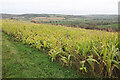 SP2831 : Maize near South Hill Farm by Derek Harper