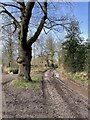 SJ4306 : Footpath leading west of Longden by Andrew Shannon