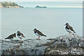 SX8961 : Turnstones, Preston Sands by Derek Harper