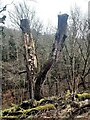 NY9460 : Heavily pruned tree in Letah Wood by Oliver Dixon