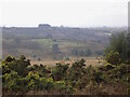 TQ4528 : Friends' Clump, Ashdown Forest by Phil Brandon Hunter