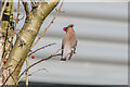 TQ2852 : Waxwing (Bombycilla garrulus) by Ian Capper