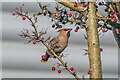 TQ2852 : Waxwing (Bombycilla garrulus) by Ian Capper