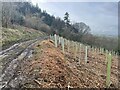 SO3380 : Newly planted woodland on the fringe of Sowdley Wood by Andrew Shannon