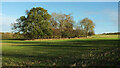 SP2843 : Ring of trees on Idlicote Hill by Derek Harper