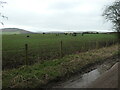 NY4946 : Cattle grazing on Nelson Hill by Christine Johnstone