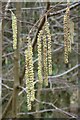 SO7638 : Hazel catkins by Philip Halling