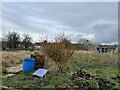 SJ9223 : Forsythia on Coton Fields Allotments by Jonathan Hutchins