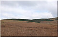 NT2650 : Coniferous plantation, Loch Hill by Jim Barton