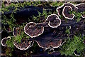 TQ8934 : Trametes versicolor Turkeytail fungus by Phil Brandon Hunter