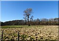 NZ0850 : Field tree on the banks of the Derwent by Robert Graham