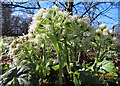 NJ3152 : White Butterbur (Petasites albus) by Anne Burgess