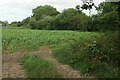 SX8474 : Maize, Leygreen by Derek Harper