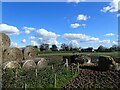 TQ6749 : Field near Hale Street at East Peckham by Marathon