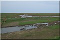  : Brent Geese on the saltmarsh by Hugh Venables