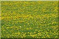 SP1423 : Dandelions in flower by Philip Halling